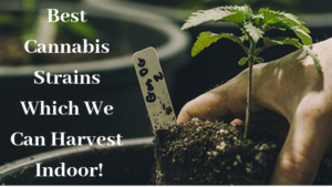 Best Cannabis Strains Which We Can Harvest Indoor!